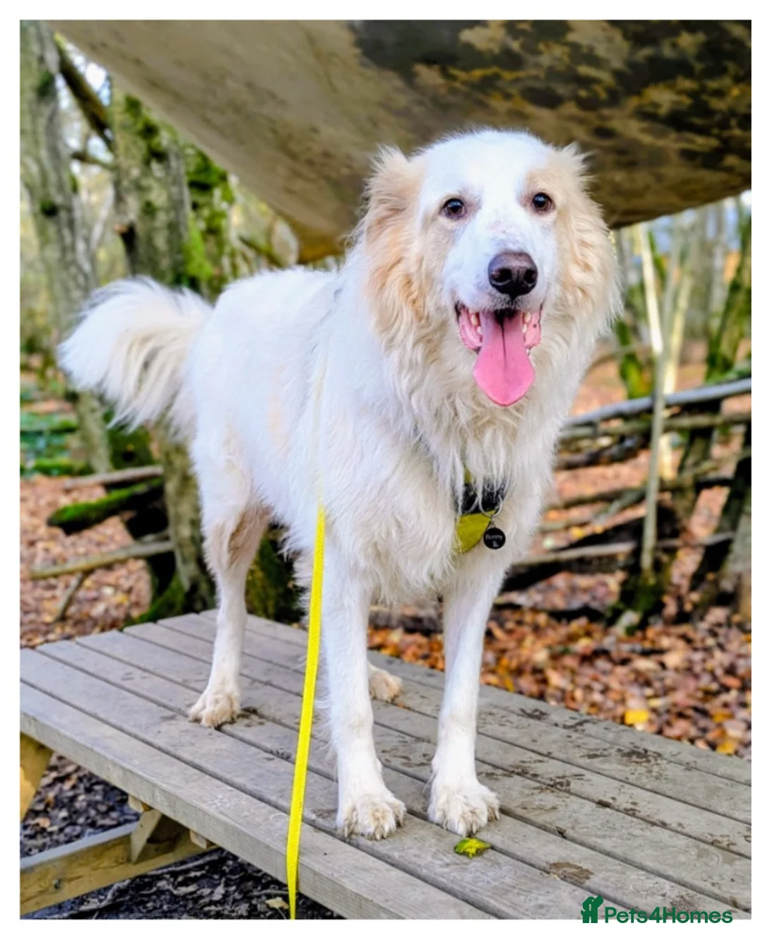 Mixed Breed dogs for sale: Benny looking for a new home - Advert 1