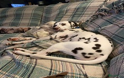 Dalmatian dogs for sale: Winter - Image 3