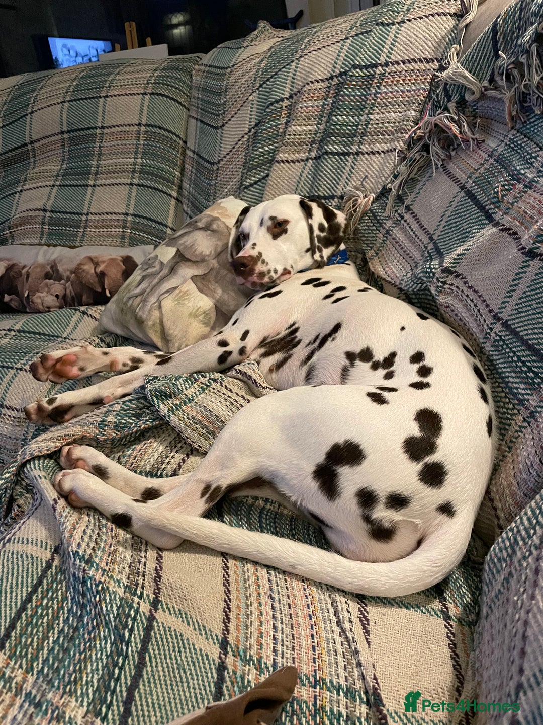 Dalmatian dogs for sale: Winter - Image 3
