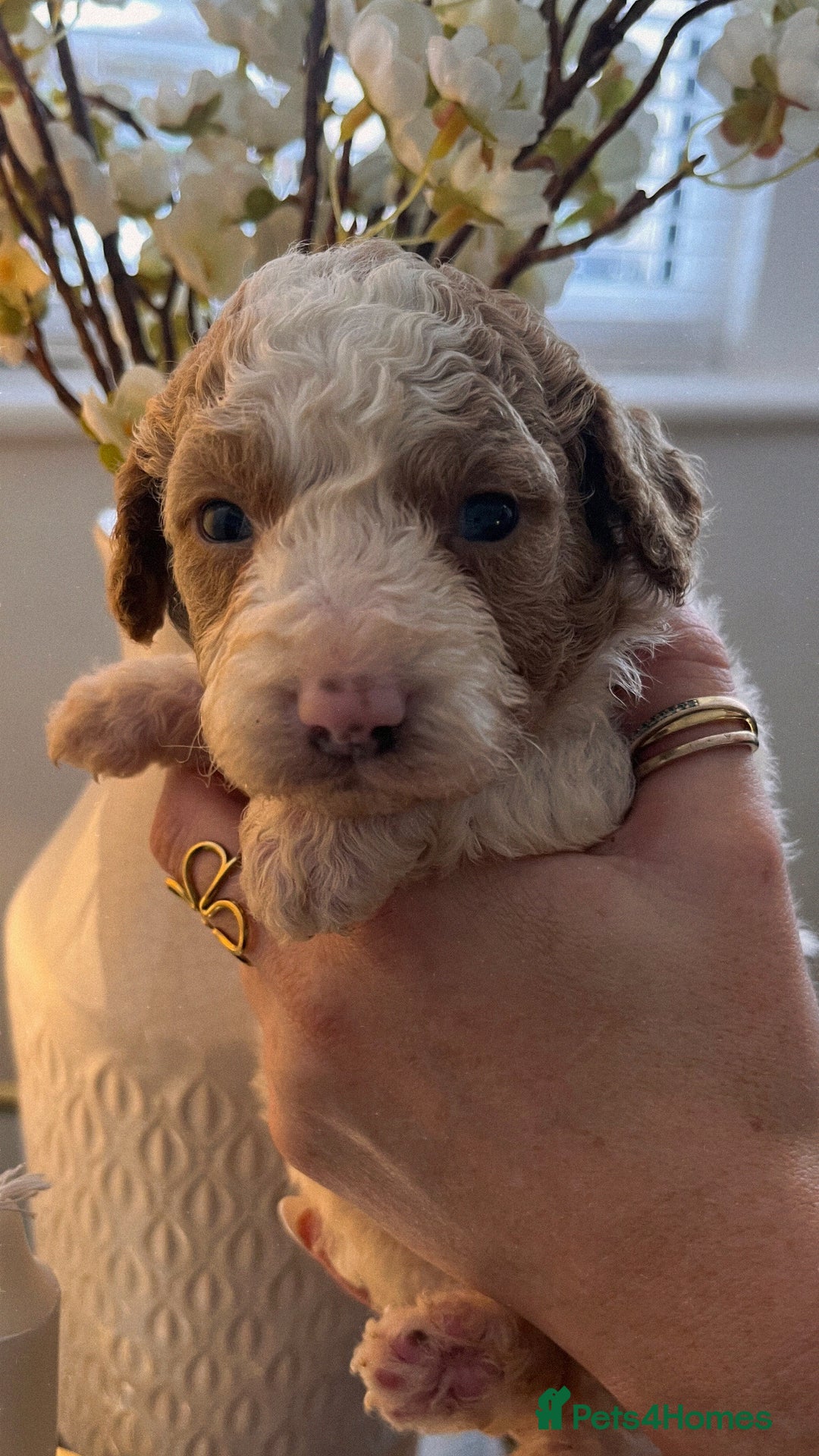 Cockapoo dogs for sale: Cockapoo puppies  - Advert 3