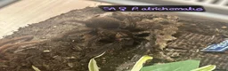 Tarantulas invertebrates for sale: Various tarantulas looking for new homes - Advert 6