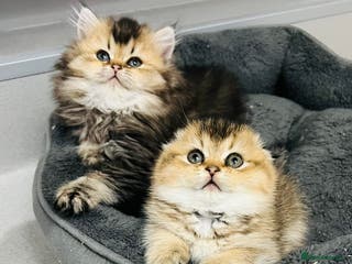 Scottish Fold cats Pure breed Pedigree SF kittens - Advert 6