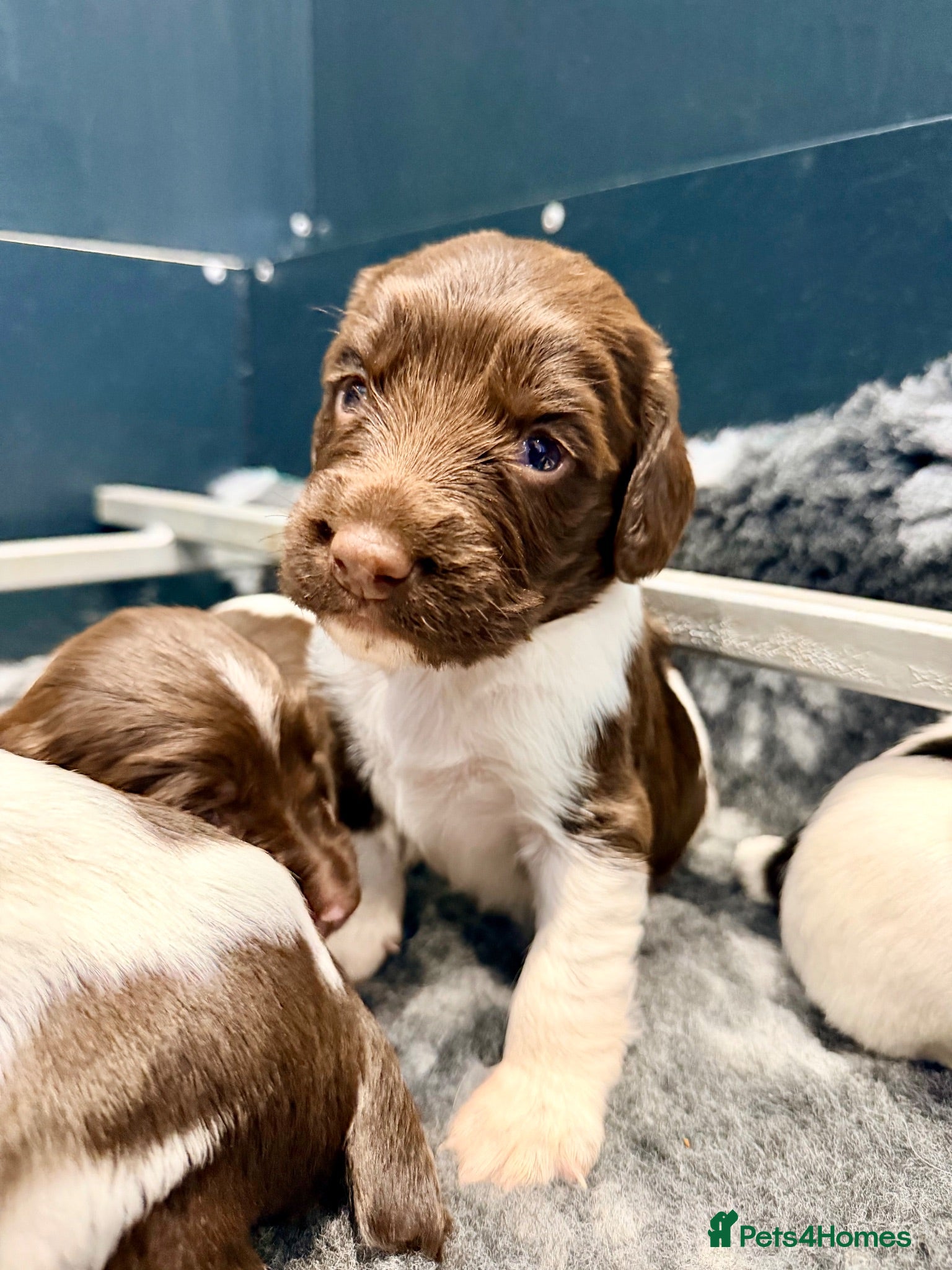 English Springer Spaniel dogs KC FTCH sired English Springer Spaniel Puppies - Advert 2
