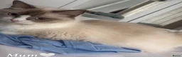 Ragdoll cats for sale: Five Beautiful Ragdoll Kittens Now Available🤍 - Advert 13