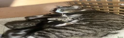 European cats for sale: 4 cute kittens in Bracknell - Advert 1