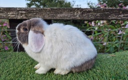 Mini Lop rabbits for sale: Adult mini lops for sale  - Image 4