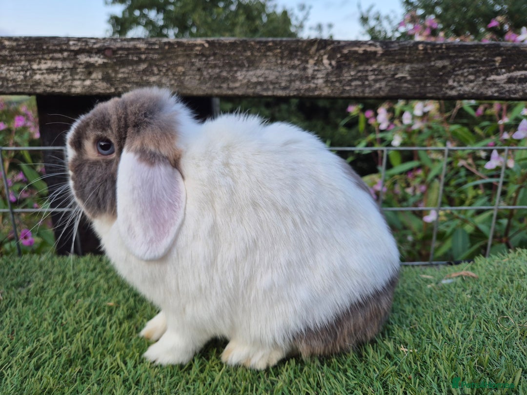Mini Lop rabbits for sale: Adult mini lops for sale  - Image 4
