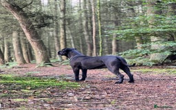 Cane Corso dogs for sale: Yuki & Aries Cane Corso Puppies  - Image 33