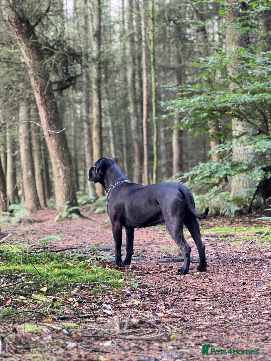 Cane Corso dogs for sale: Yuki & Aries Cane Corso Puppies  - Image 33