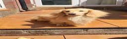 Miniature Dachshund dogs for stud: Cream Long-haired miniature Dachshund kc reg - Advert 4