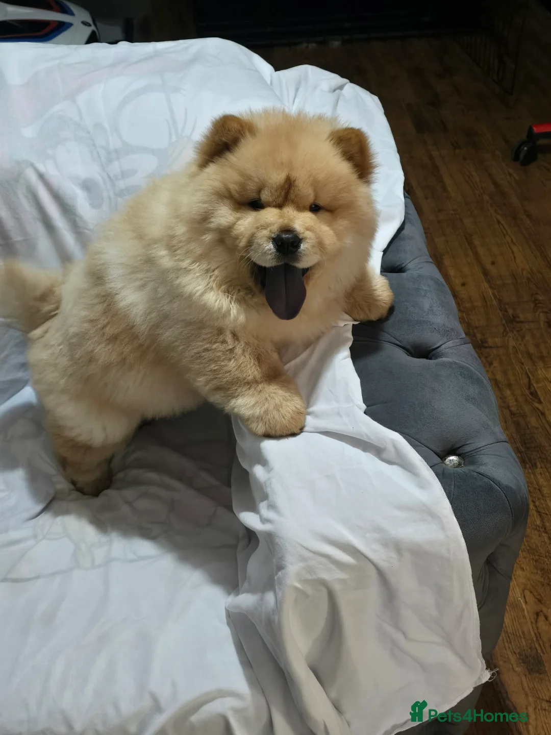 Chow Chow dogs for sale: chow chow papy cram - Advert 2