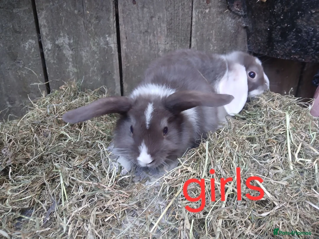 Mini Lop rabbits for sale: Mini lop bunnies - Advert 3