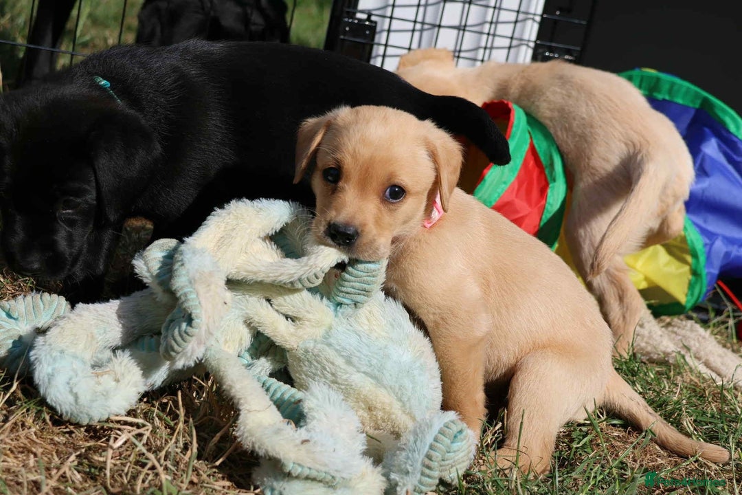 Labrador Retriever dogs for sale: Fox red & black Labrador puppies for sale  - Image 7