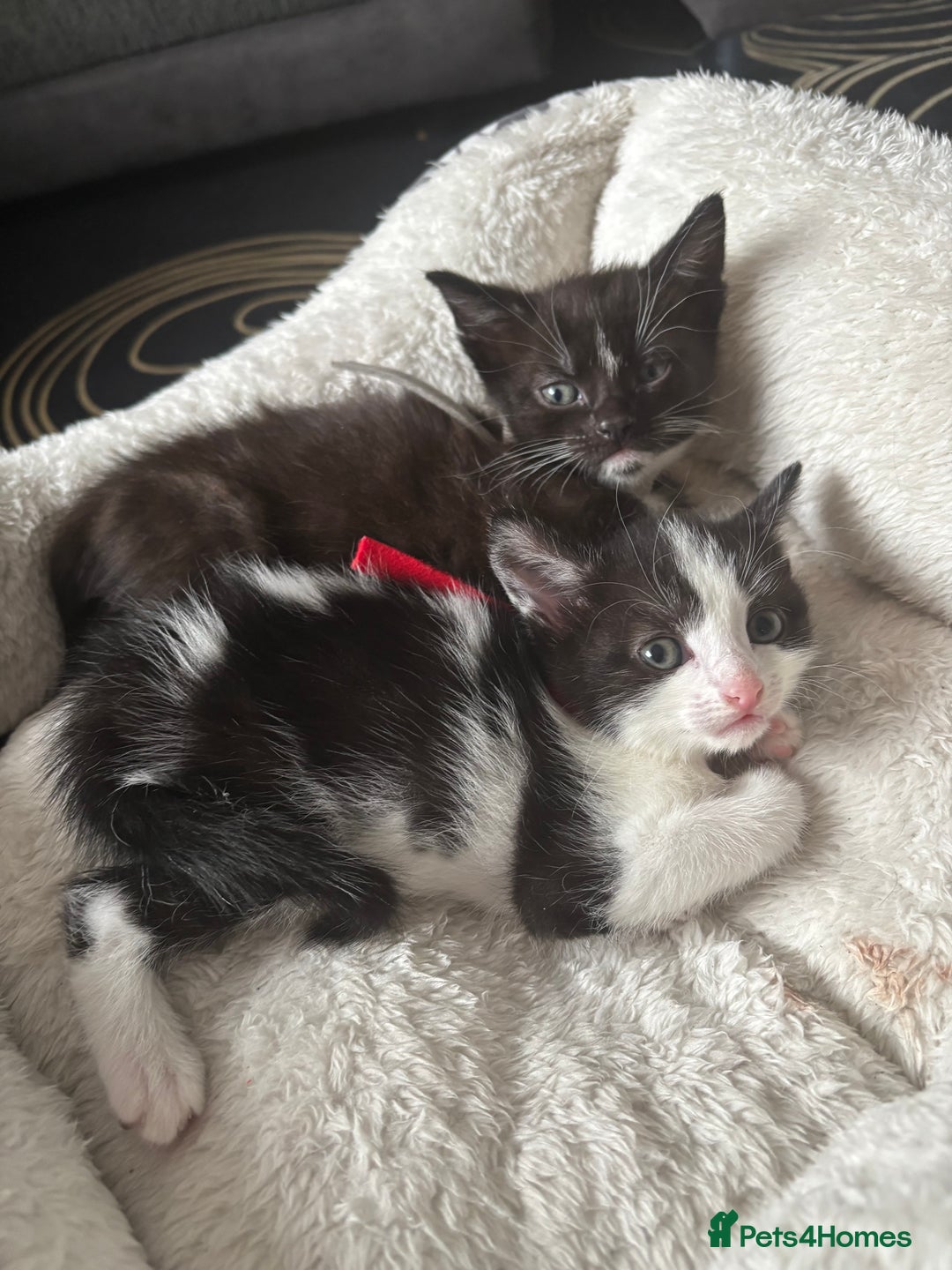 Mixed Breed cats for sale: Beautiful Black & White Kittens  - Image 22