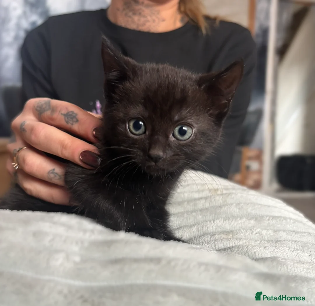 Mixed Breed cats for sale: 4 kittens looking for a home  - Advert 2