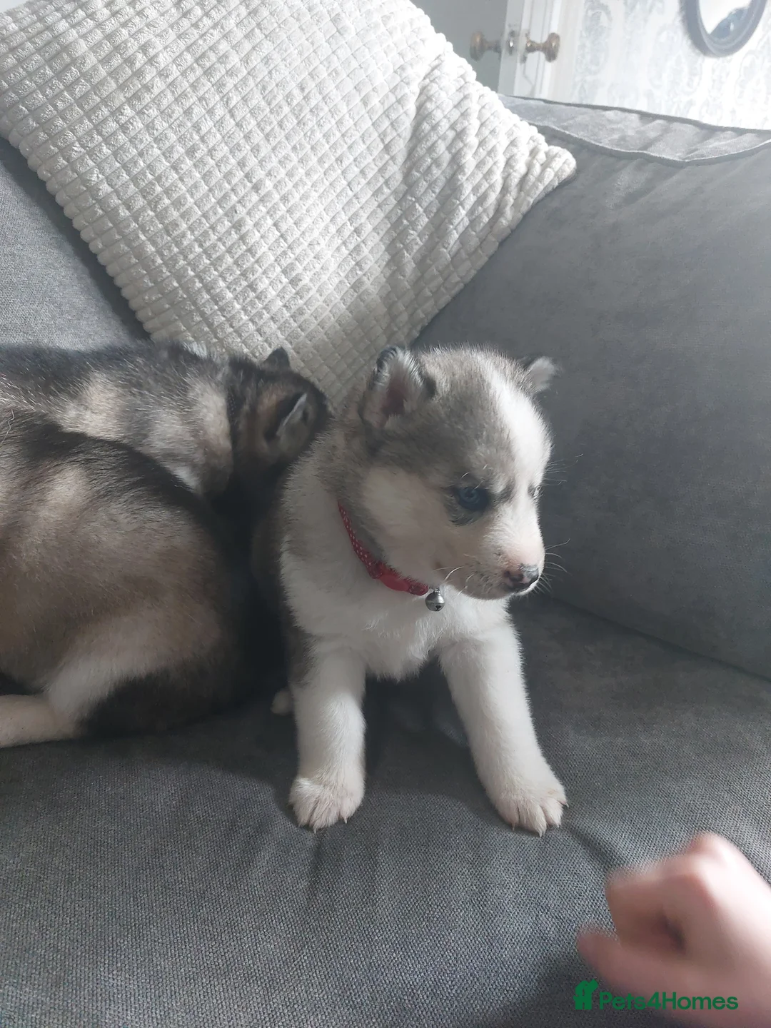 Siberian Husky dogs for stud: BLUE EYED HUSKY FOR STUD in Doncaster - Advert 30
