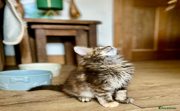 Maine Coon cats - Advert 2