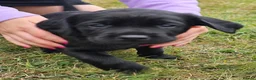 Springador dogs for sale: Beautifl Springador puppies in Totnes - Advert 9