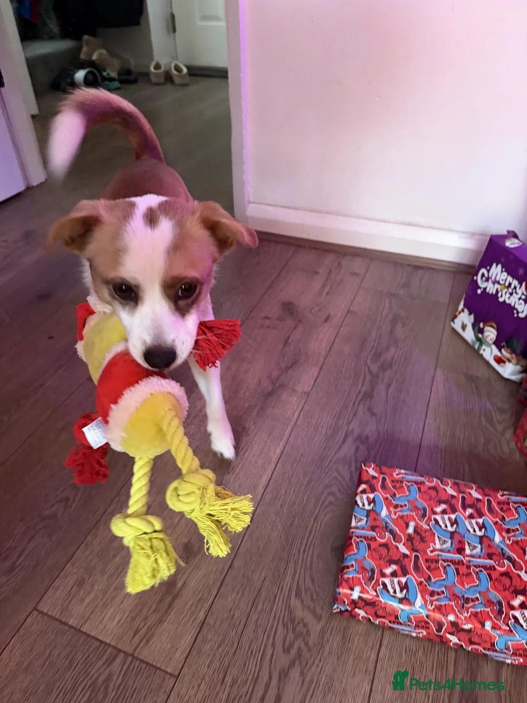 Mixed Breed dogs for sale: Dog for rehoming - Advert 6