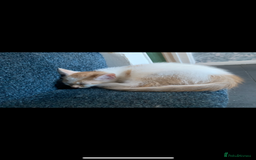 Mixed Breed cats for sale: 5 beautiful kittens ready for their forever home  - Image 16