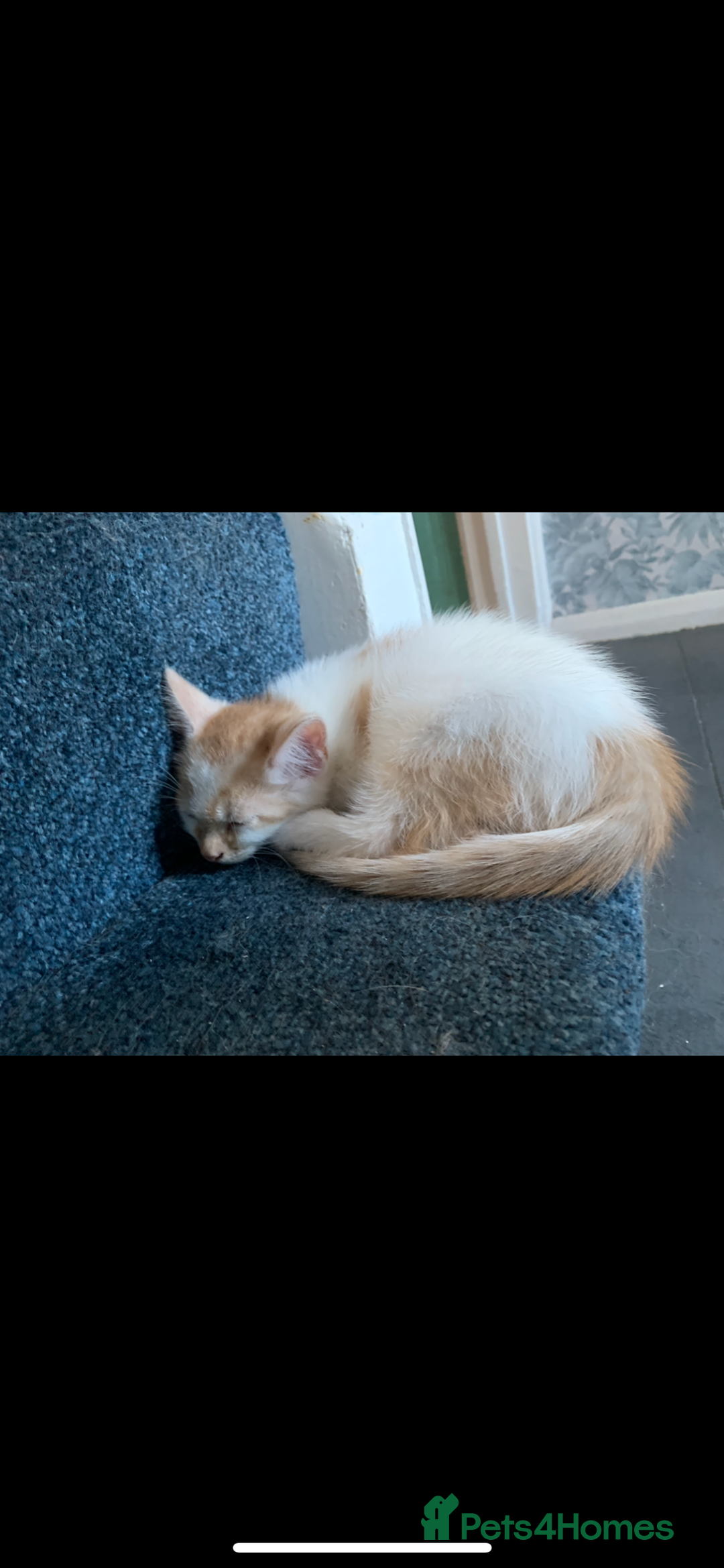 Mixed Breed cats for sale: 5 beautiful kittens ready for their forever home  - Image 16