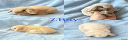 Mini Lop rabbits for sale: Baby Mini Lops Ready from 18/10 - Advert 5
