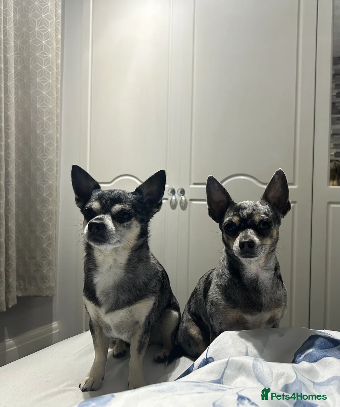 Chihuahua dogs for stud: Stud chihuhua to choose - Advert 2