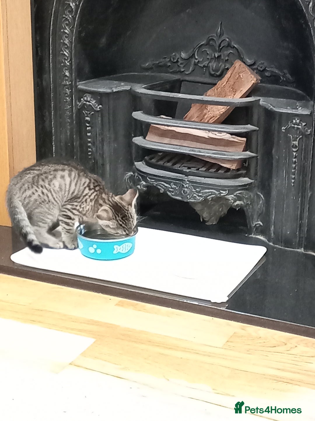Mixed Breed cats for sale: 8 weeks old Kitten looking for a new home.  - Image 1