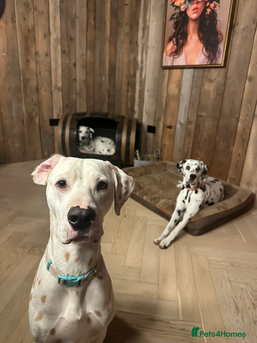 Dalmatian dogs for sale: KC Lemon Dalmatian Pups Due March - Advert 3