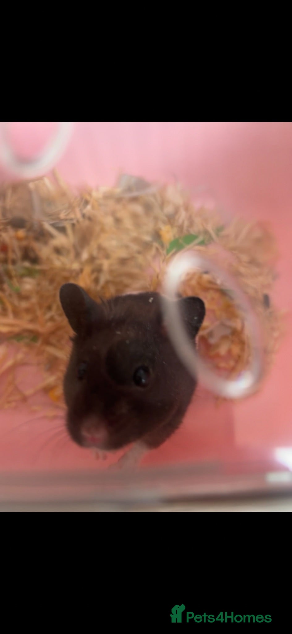 Hamster rodents Syrian Hamster Male Black and White - Advert 1