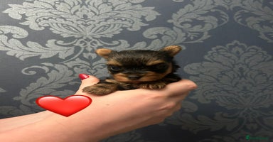 Yorkshire Terrier dogs in Melton Mowbray - Advert 1