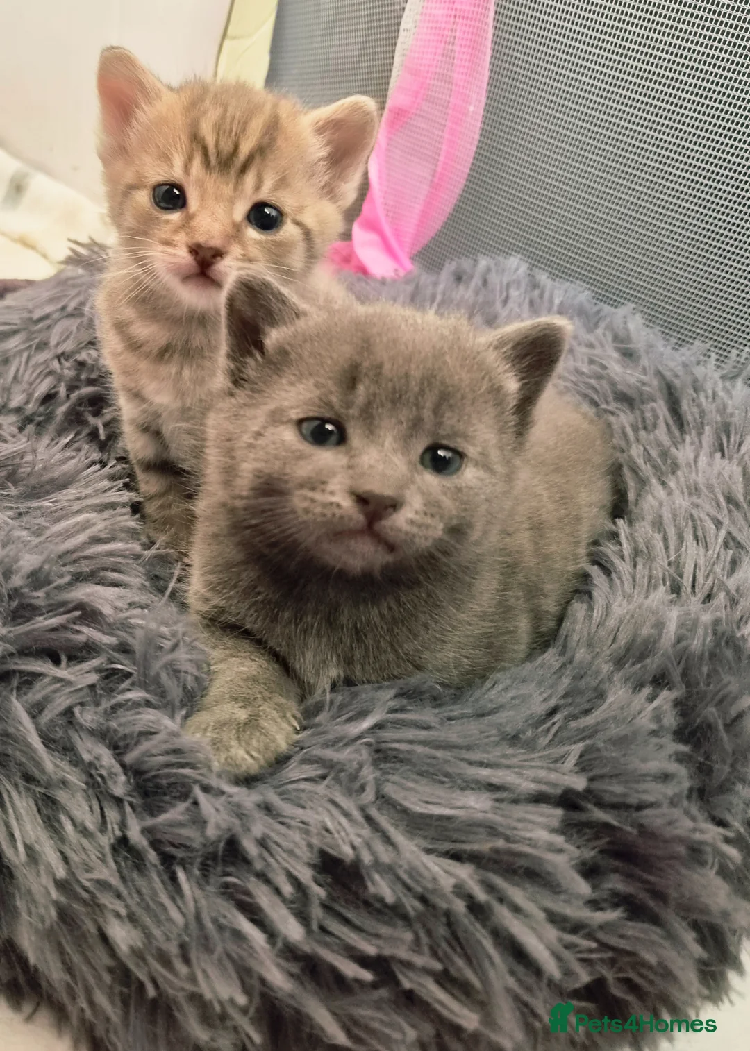Mixed Breed cats for sale: 2 boys  in Selby - Advert 4