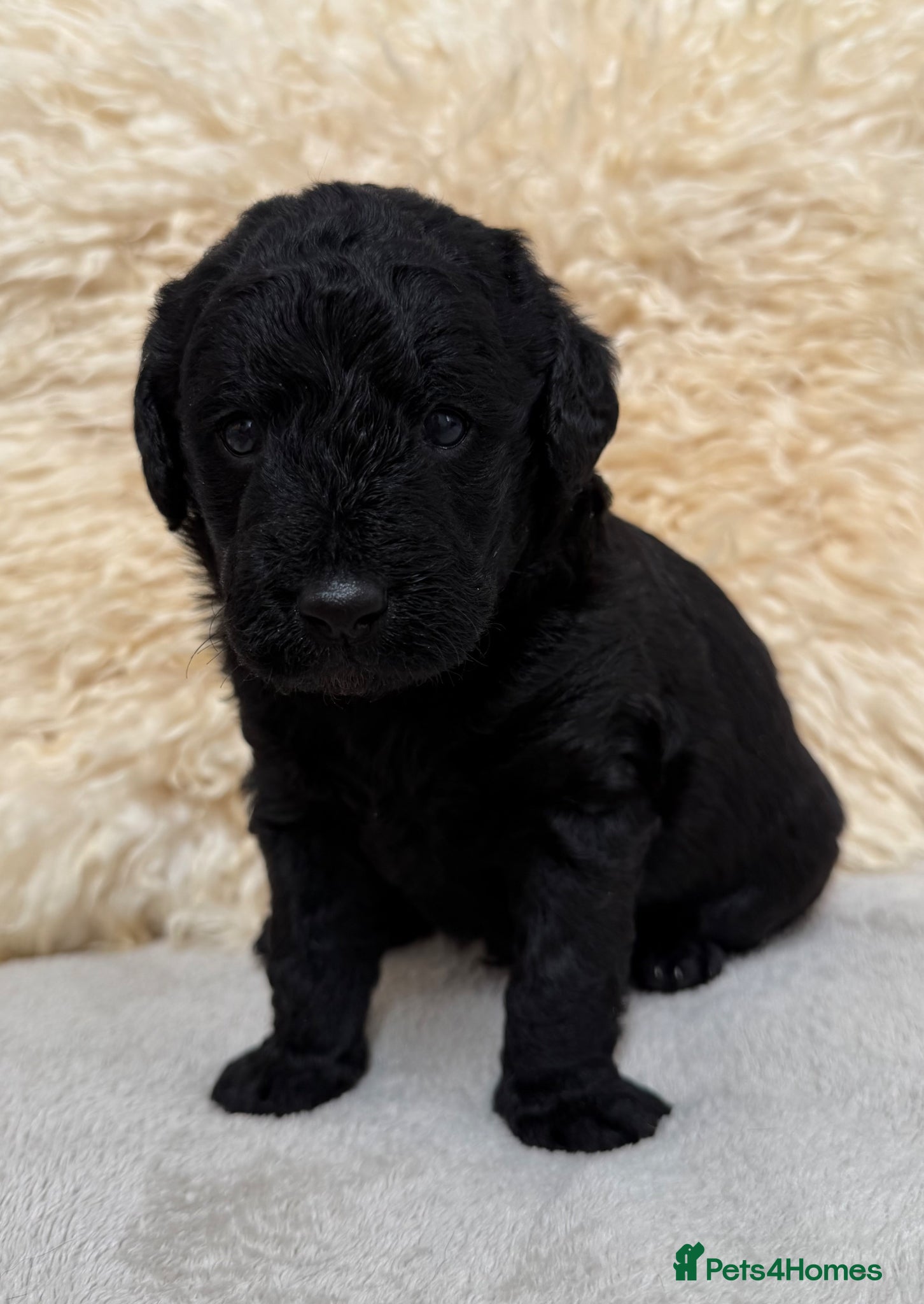 Labradoodle dogs for sale: Fabulous F1 labradoodles  - Advert 3