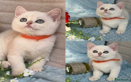British Shorthair cats for sale: British sh golden kittens NY 12 GCCF  - Image 5