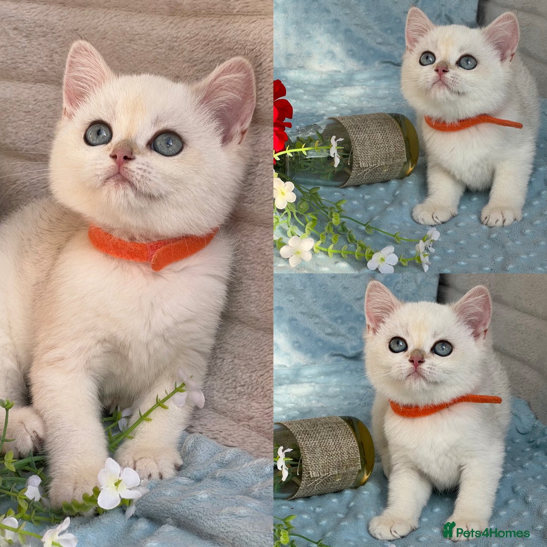 British Shorthair cats for sale: British sh golden kittens NY 12 GCCF  - Image 5