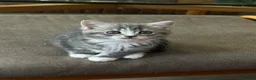 Mixed Breed cats for sale: British short hair/ bengal tabby kittens  - Advert 12