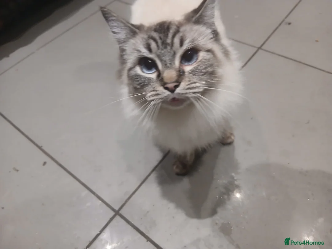 Mixed Breed cats for sale: Family cat persian mixed loving  - Advert 2