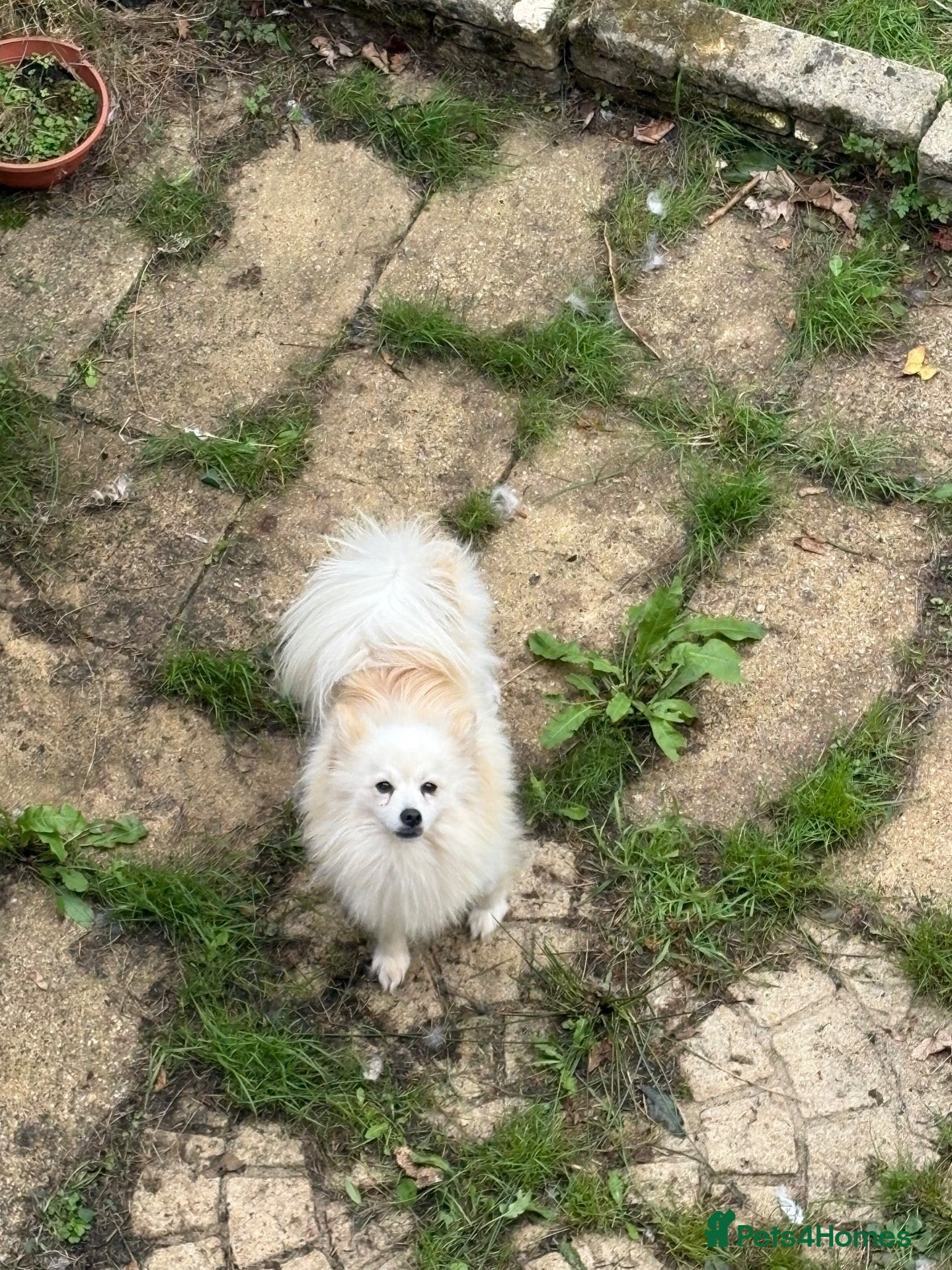 Japanese Spitz dogs Japanese spitz male  - Advert 1