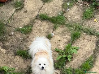 Japanese Spitz dogs Japanese spitz male - Advert 13
