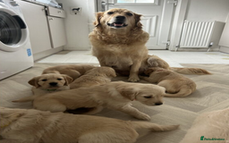 Golden Retriever dogs for sale: Golden Retriever Puppies 5 Generation Pedigree.. - Image 8