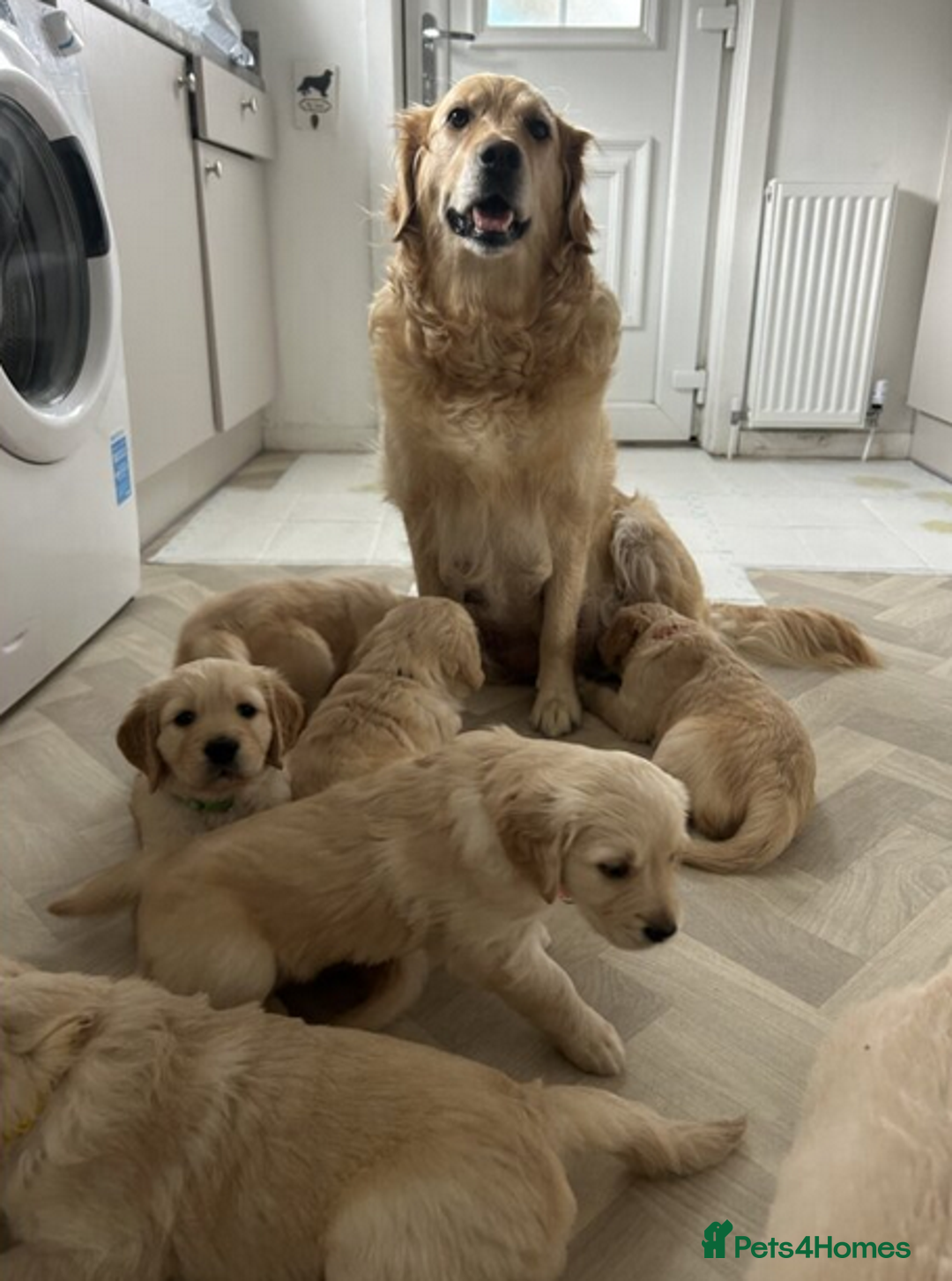 Golden Retriever dogs for sale: Golden Retriever Puppies 5 Generation Pedigree.. - Image 8