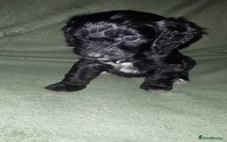 Cockapoo dogs for sale: F2b cockapoo puppies - Image 17