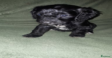 Cockapoo dogs - Advert 7