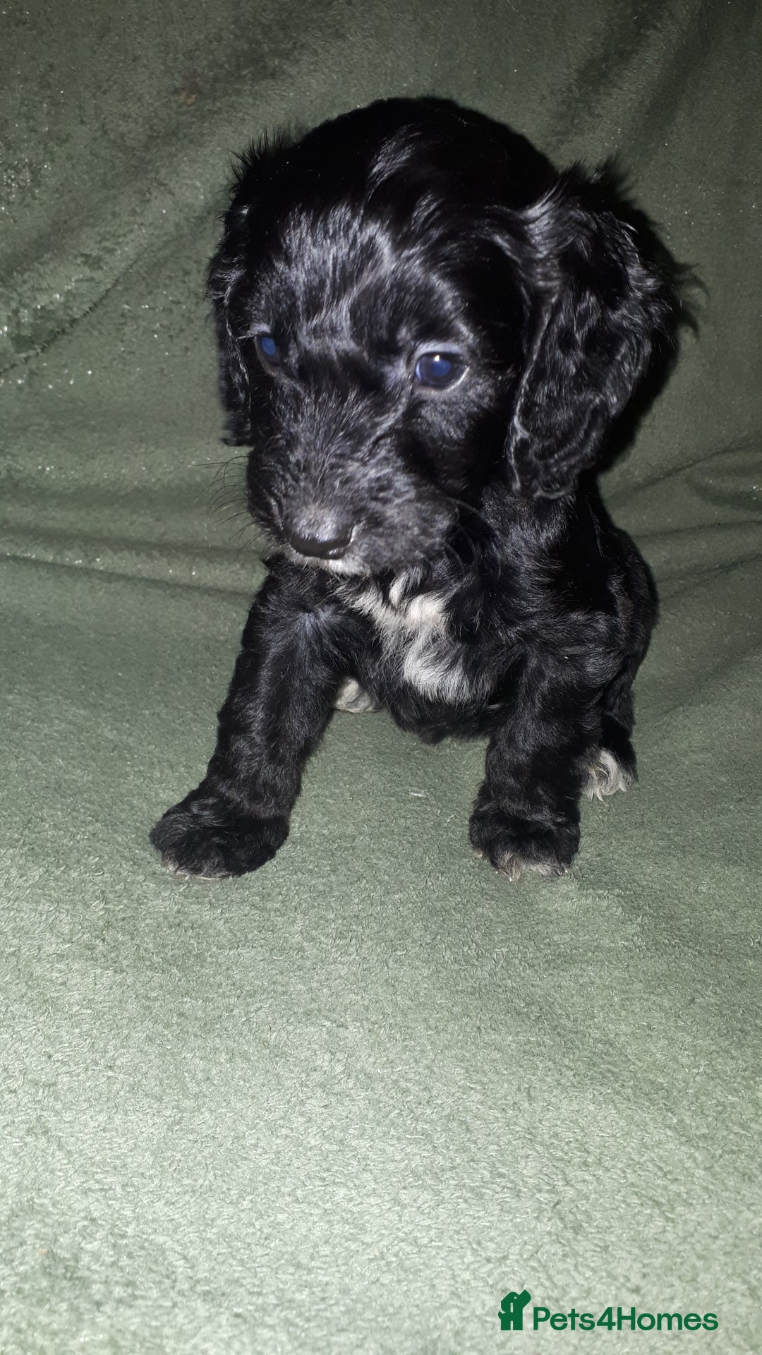 Cockapoo dogs for sale: F2b cockapoo puppies - Image 17