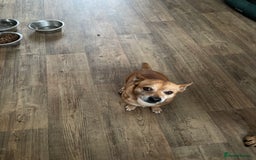 Chorkie dogs for sale: Small dog needs new home  - Image 3