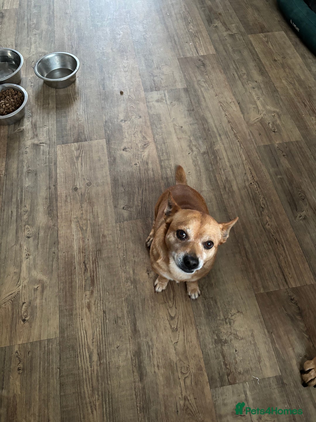 Chorkie dogs for sale: Small dog needs new home  - Image 3