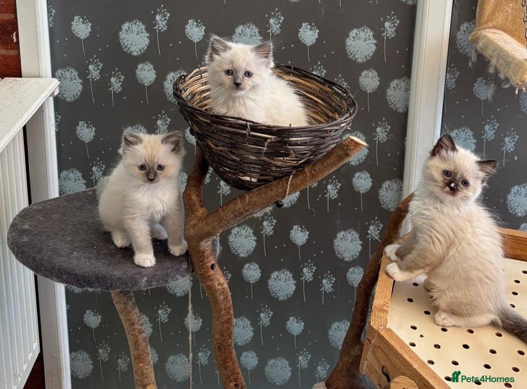 Ragdoll cats for sale: 4 kittens for sale, 3 girls and 1 boy  - Image 2