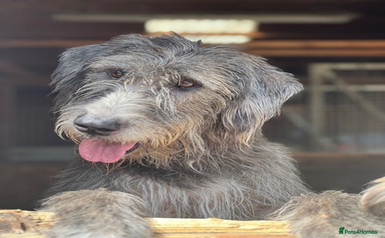Irish Wolfhound dogs - Advert 1