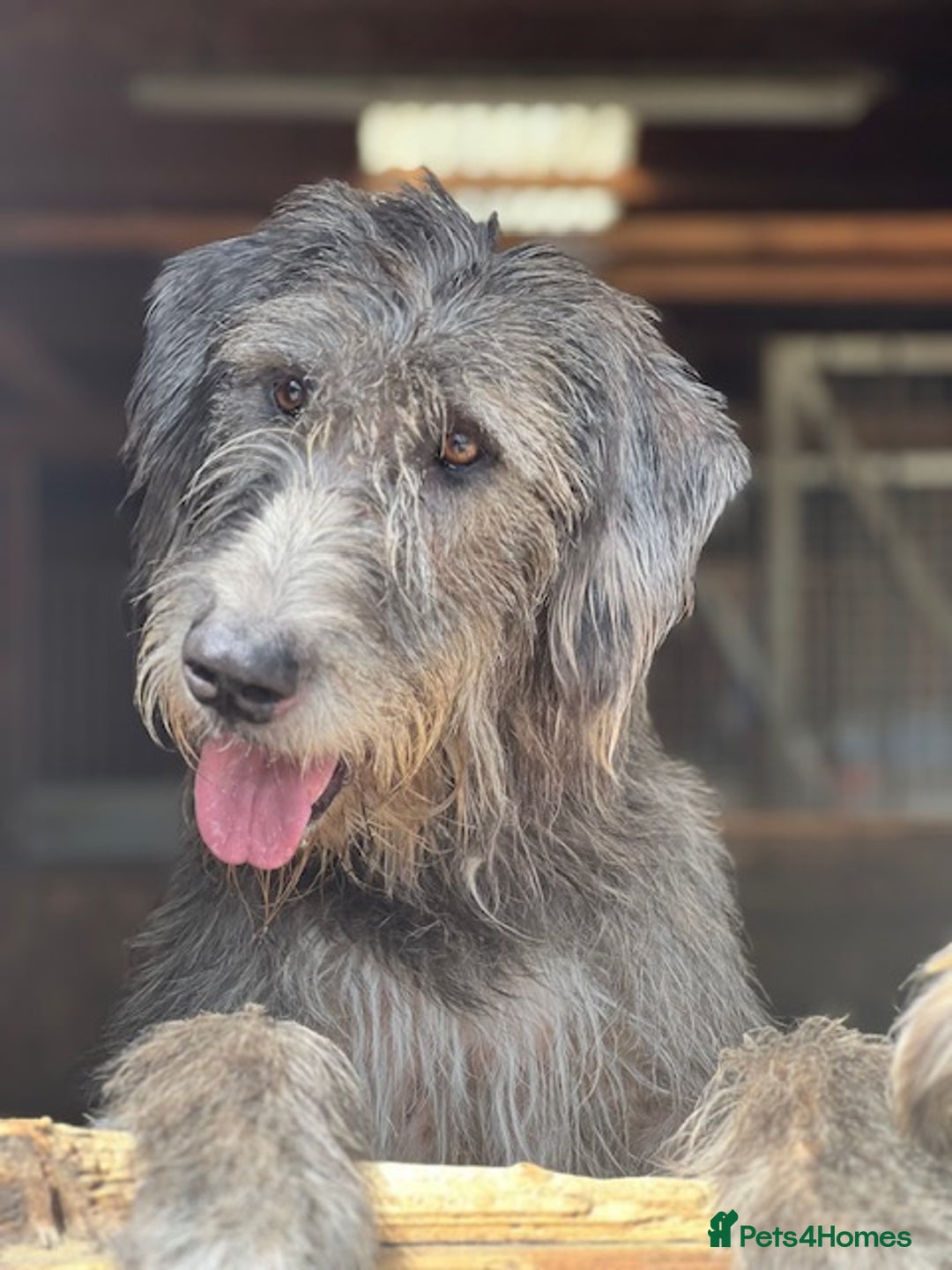 Irish Wolfhound dogs for sale: FEMALE IRISH WOLFHOUND PUPPIES FOR SALE - Image 1
