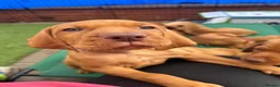 Hungarian Vizsla dogs for sale: Pedigree Hungarian Wirehaired Vizsla puppies - Advert 6